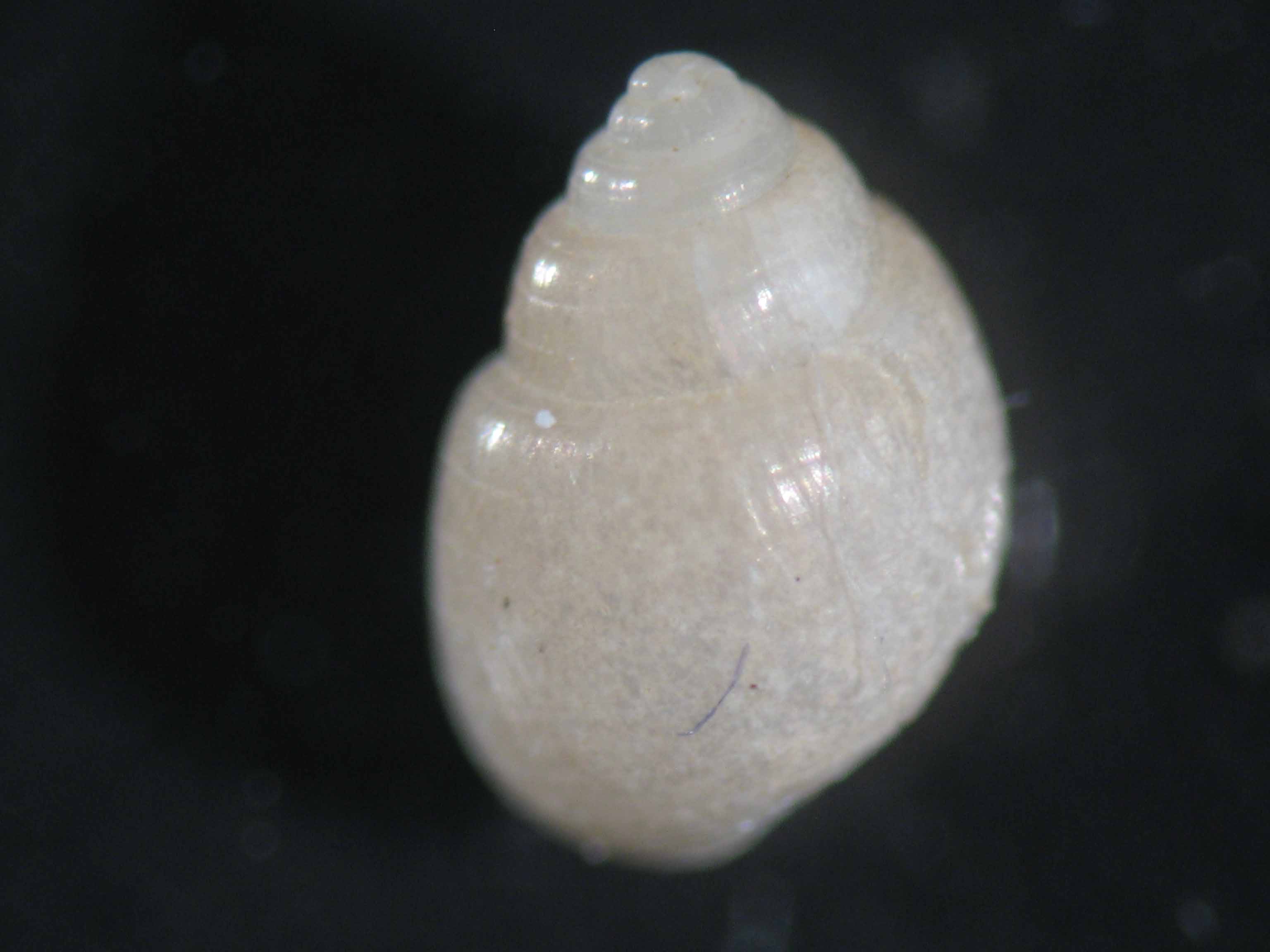 Liocarenus globulinus